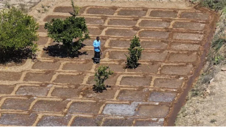 Another villager, Mustaf, waters his farm in Dhalladda village. Islamic Relief -Ahmed