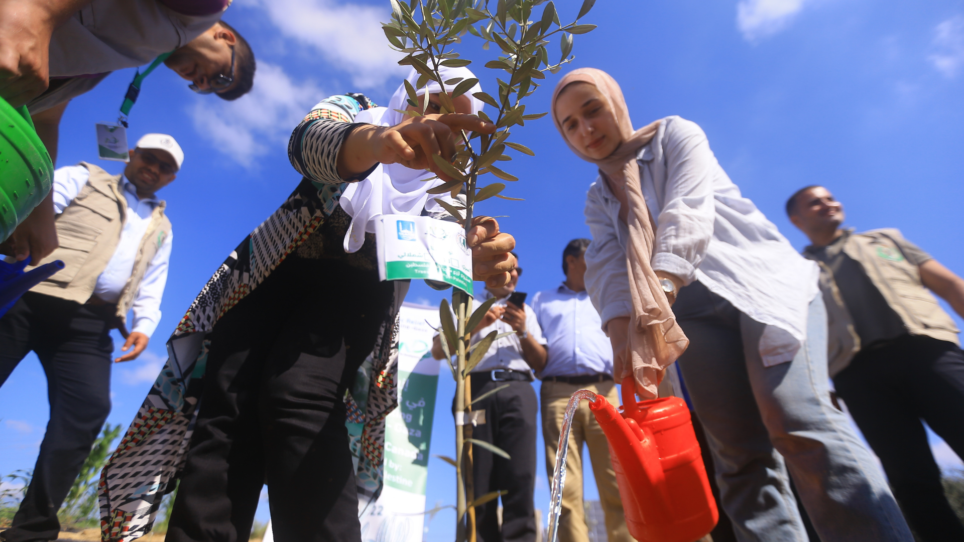 olive trees for Palestinians refugees